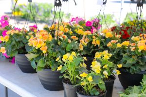 Colorful flowers in pots from the Johnston Farmers Market